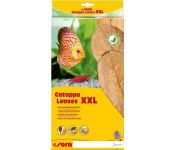      Sera Catappa Leaves XXL 32  10 