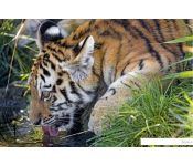 Картина по номерам Рыжий кот Тигр на водопое Х-3537