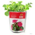    Happy plant   hpn-31