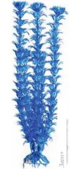   Barbus    Plant 020 20 