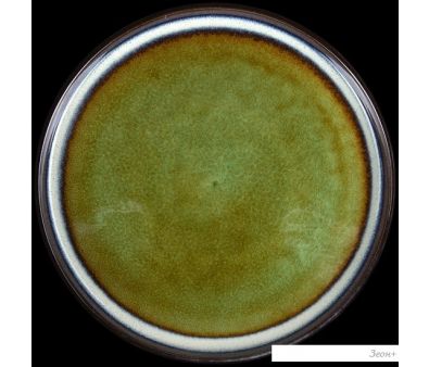   Corone Verde HL482490 0730