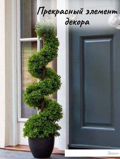 Искусственное растение Merry Bear Home Decor Самшит спиралевидный KM5312