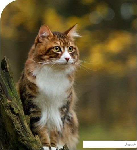 Сухой корм для кошек Spectrum Low Grain Sterilised Adult with Salmon, Anchovy & Cranberry (для стерилизованных с лососем, анчоусом и клюквой) 12 кг