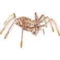 Сборная модель Eco-Wood-Art Паук