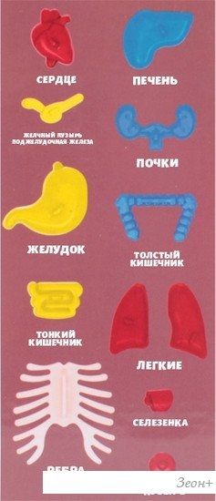 Набор для опытов Darvish Human Body SR-T-3568
