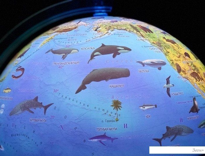 Школьный глобус Globen Зоогеографический Классик Евро с подсветкой Ке012500270