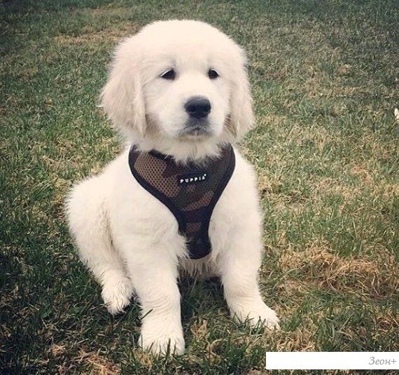 Шлейка-жилетка Puppia Soft Vest PAHA-AH305-CA-XS (камуфляж)