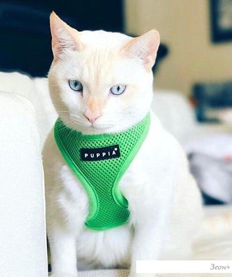 Шлейка-жилетка Puppia Soft Vest PAHA-AH305-GR-L (зеленый)