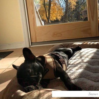 Шлейка-жилетка Puppia Soft Vest PAHA-AH305-GY-S (серый)