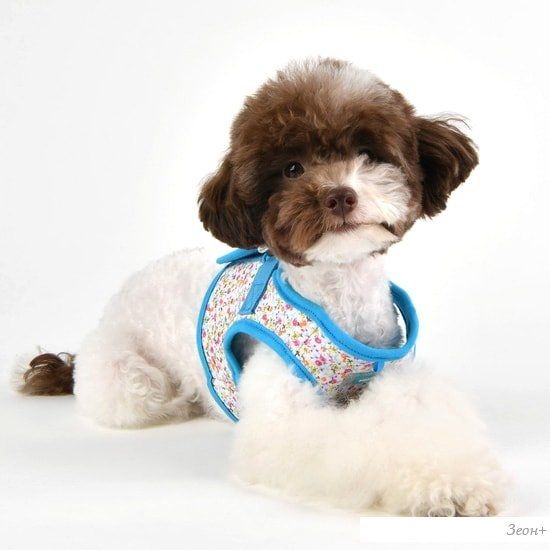 Шлейка-жилетка Puppia Wildflower PAUA-HB1826-SB-XL (голубой)