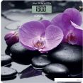   Scarlett SC-BS33E067