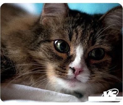    VS Cat VS_B4648