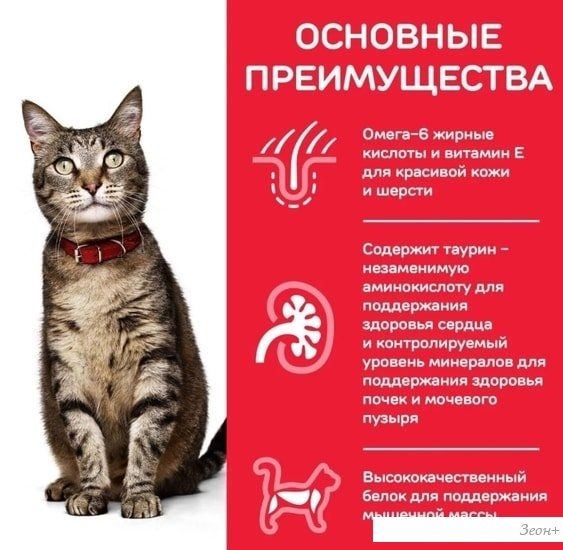 Сухой корм для кошек Hill's Science Plan Adult 1-6 Chicken для взрослых кошек для поддержания жизненной энергии и иммунитета, с курицей 10 кг