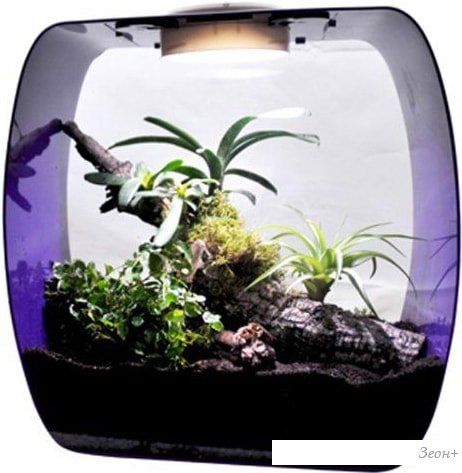 Террариум Lucky Reptile Life Box LB-35P (фиолетовый)
