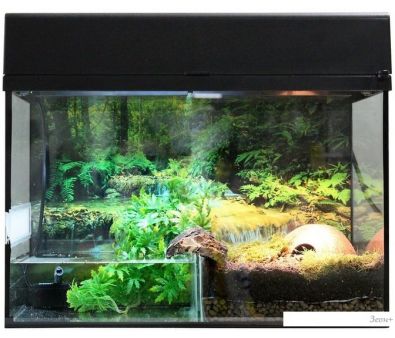  Lucky Reptile     SK50BP-B ()